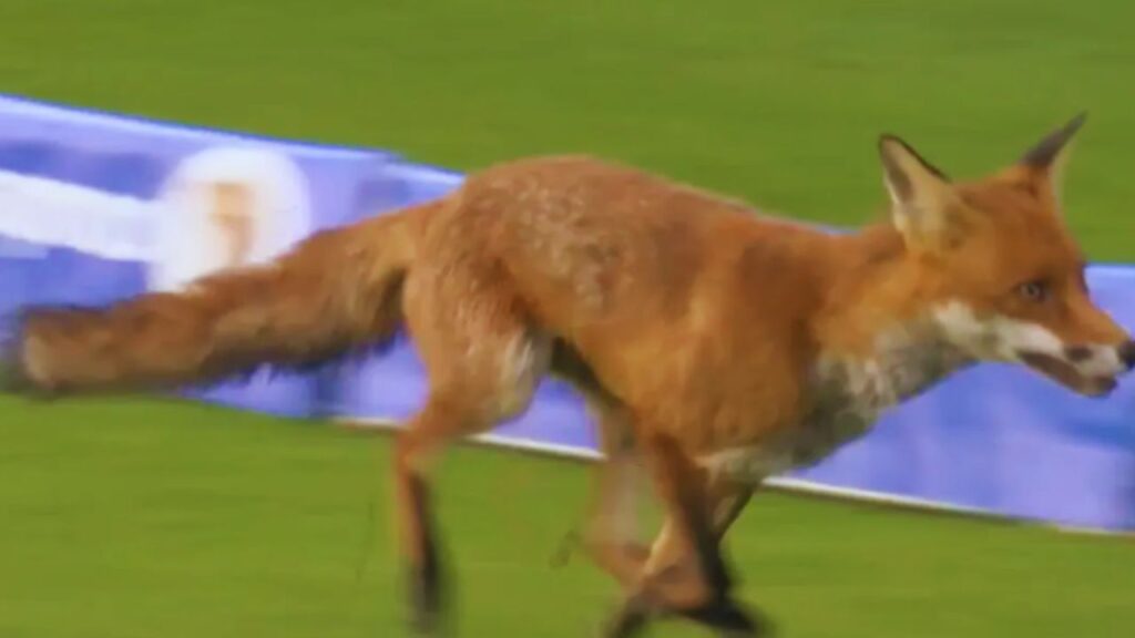 Fox On The Field